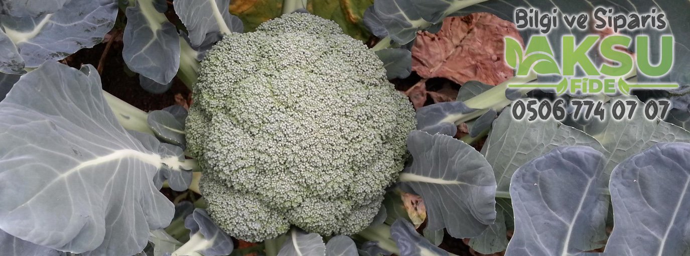külçe brokoli fidesi